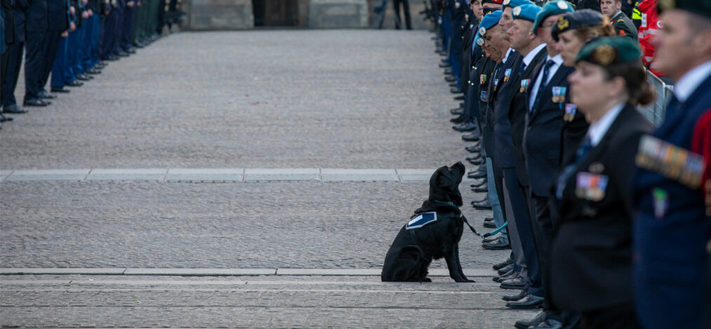 Het verhaal achter de foto: PTSS-Hulphond