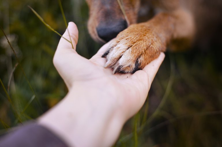 Hondenpoot mensenhand