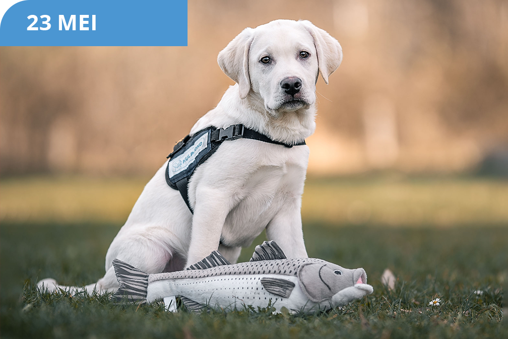Meischol veiling hond en vis