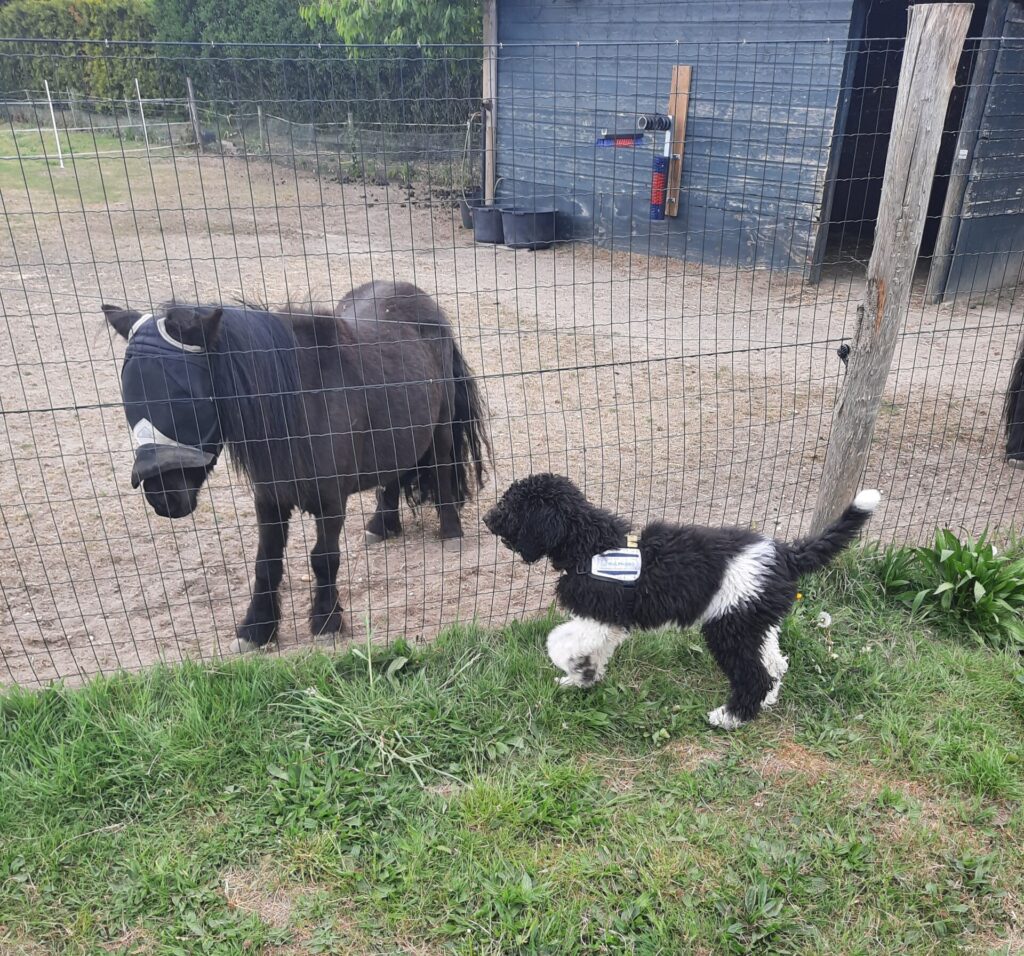 Poedel puppy met shetlanderpony