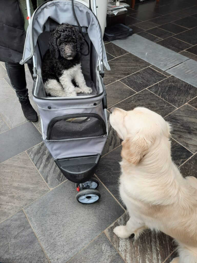 Poedel puppy in Hondenbuggy