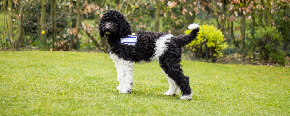 Volg onze poedel puppy Nanouk in haar reis tot hulphond!