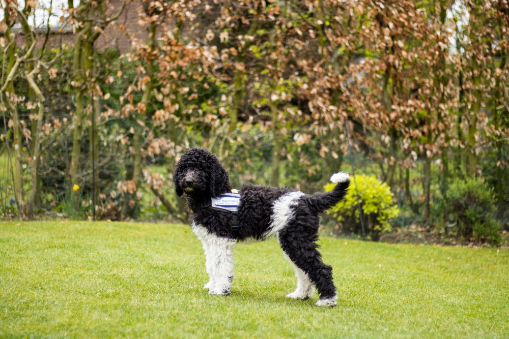 Zwart witte poedel puppy op groen gras