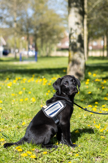 Zwarte labrador puppy zittend met Hulphond hesje aan