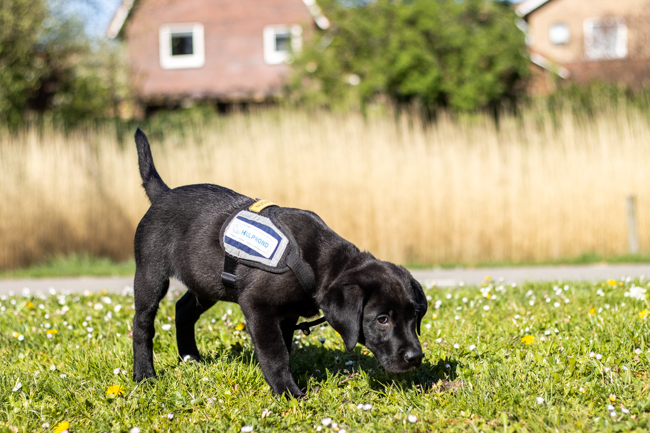 Zwarte labrador puppy van 12 weken