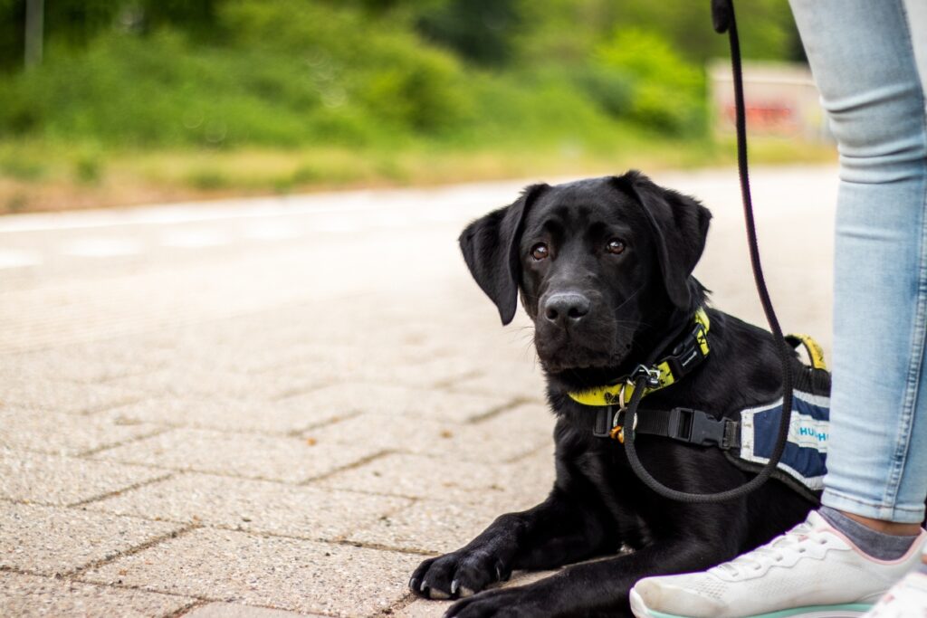 Zwarte labrador puppy liggend bij het station