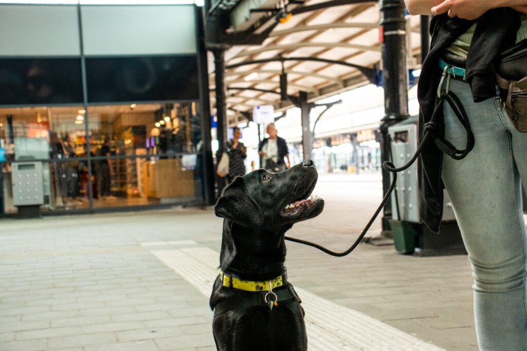 Zwarte labrador puppy op station