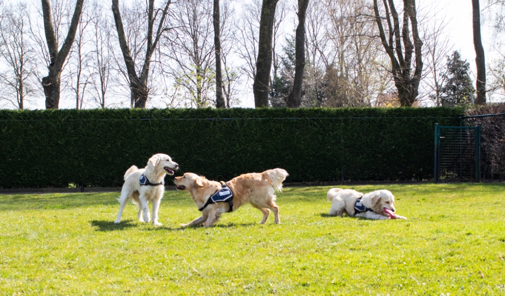 3 honden in gras aan het spelen