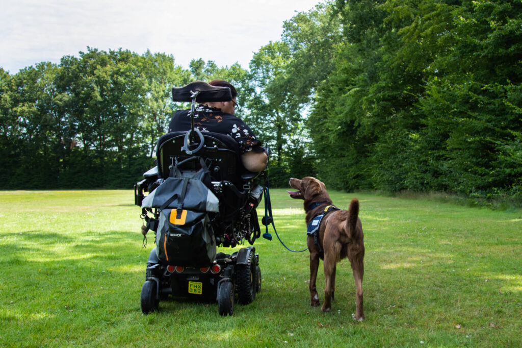 Training labrador naast rolstoel