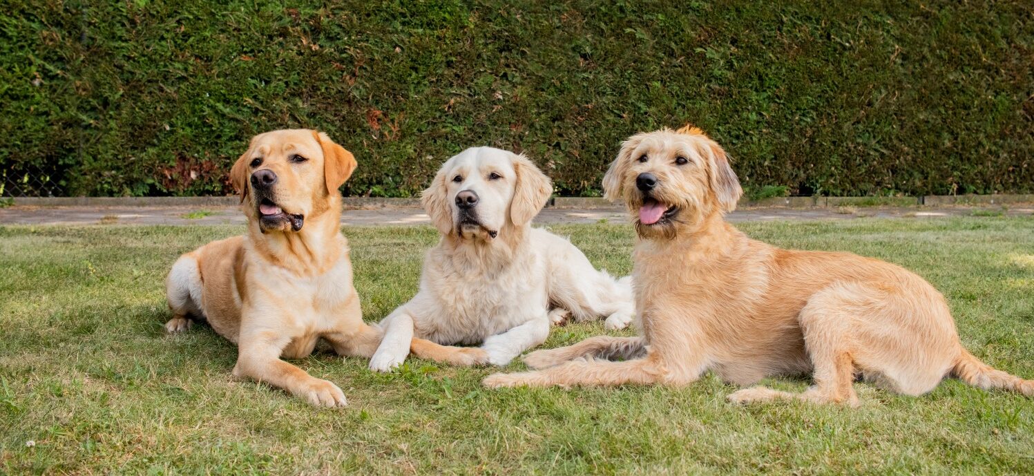 Groepsfoto 3 verschillende soorten honden