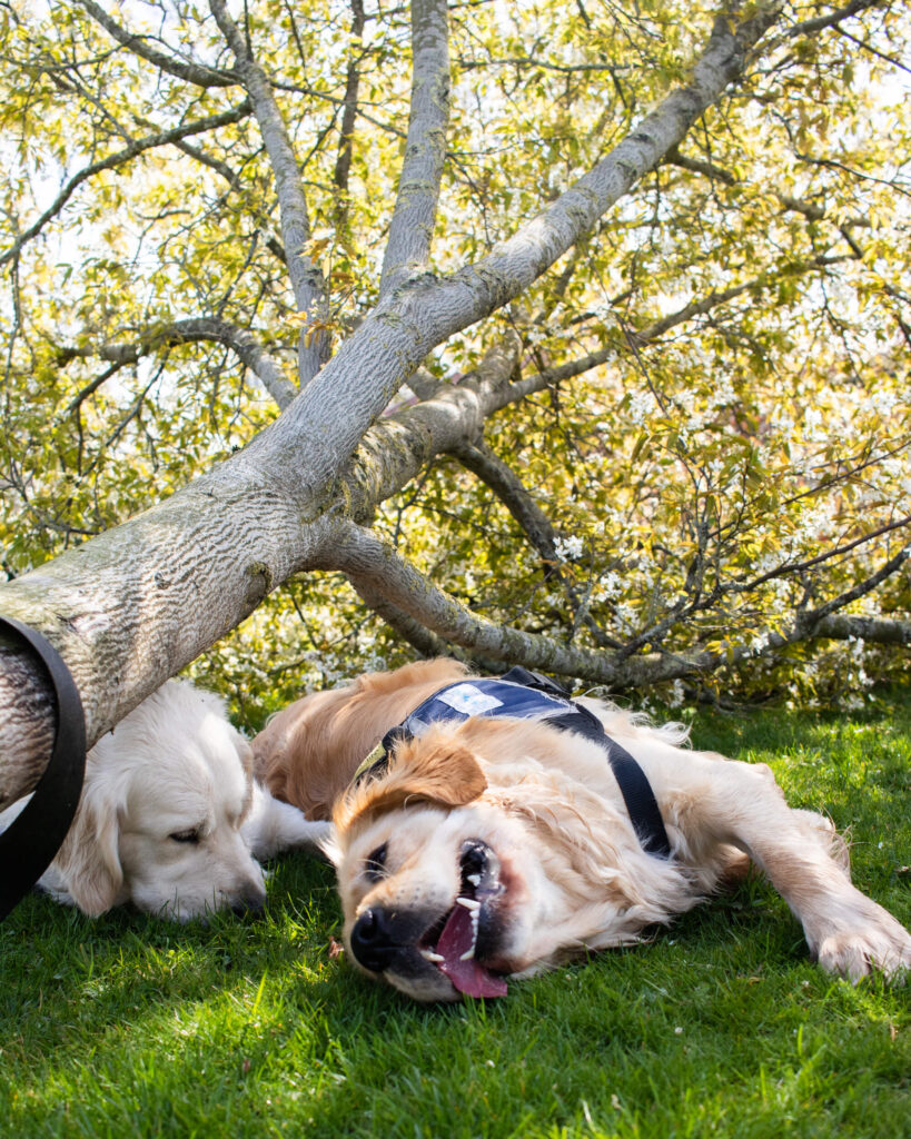 twee golden retrievers in de zon liggend