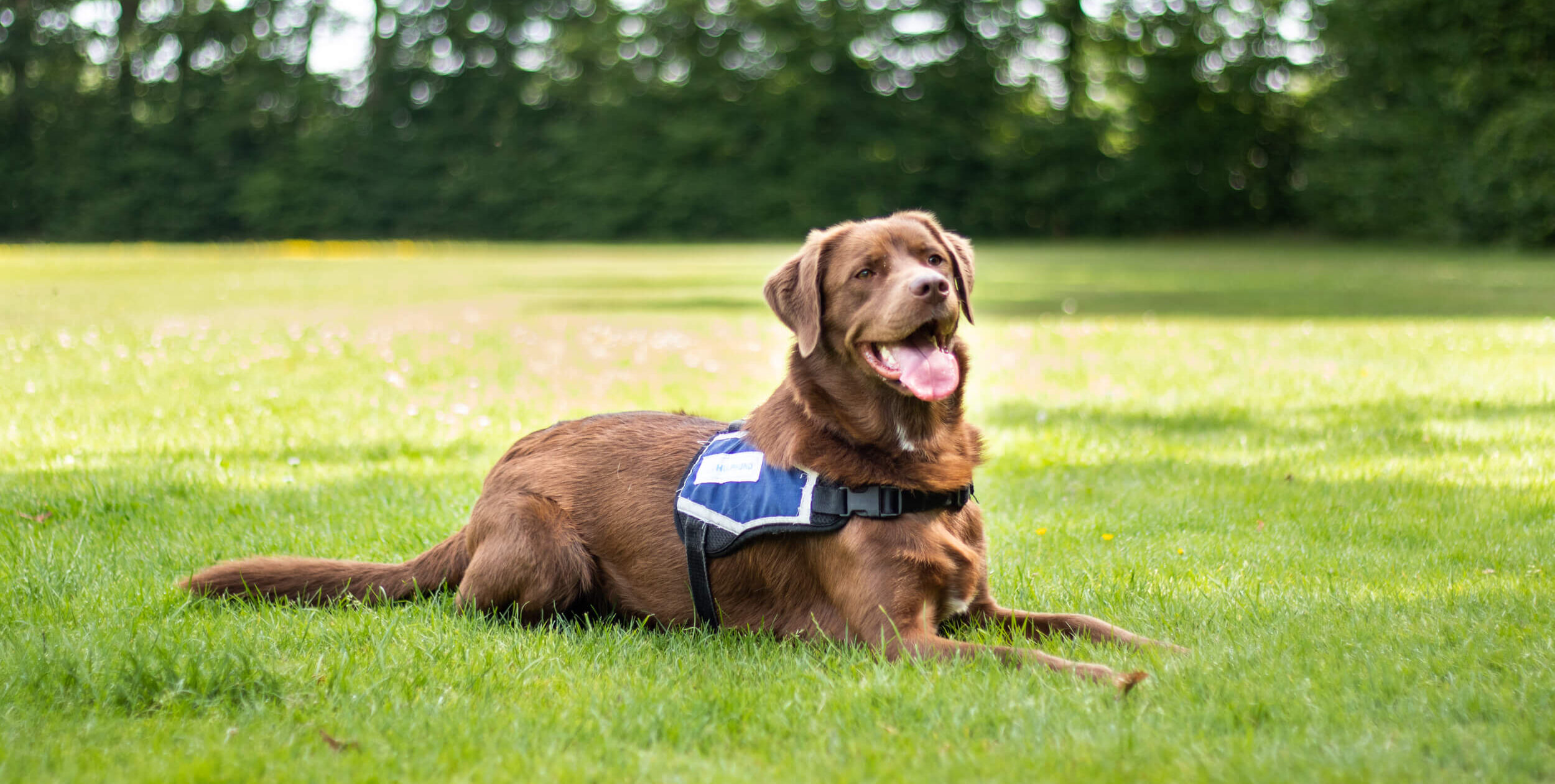 Zo houdt jouw hond zijn hoofd koel tijdens een warme dag: hier 10 tips!