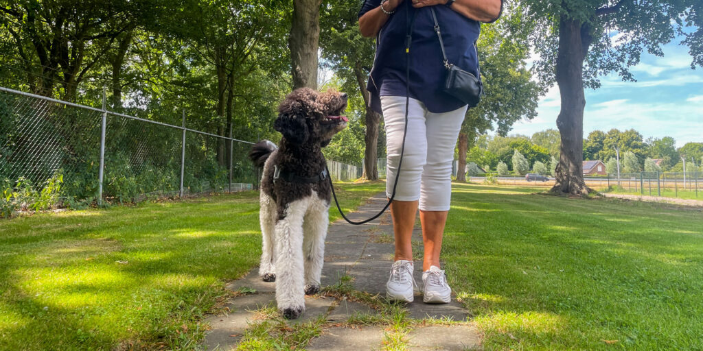 Poedel lopend aan riem