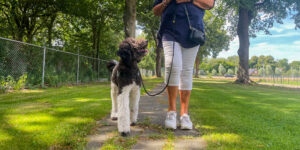 Poedel lopend aan riem