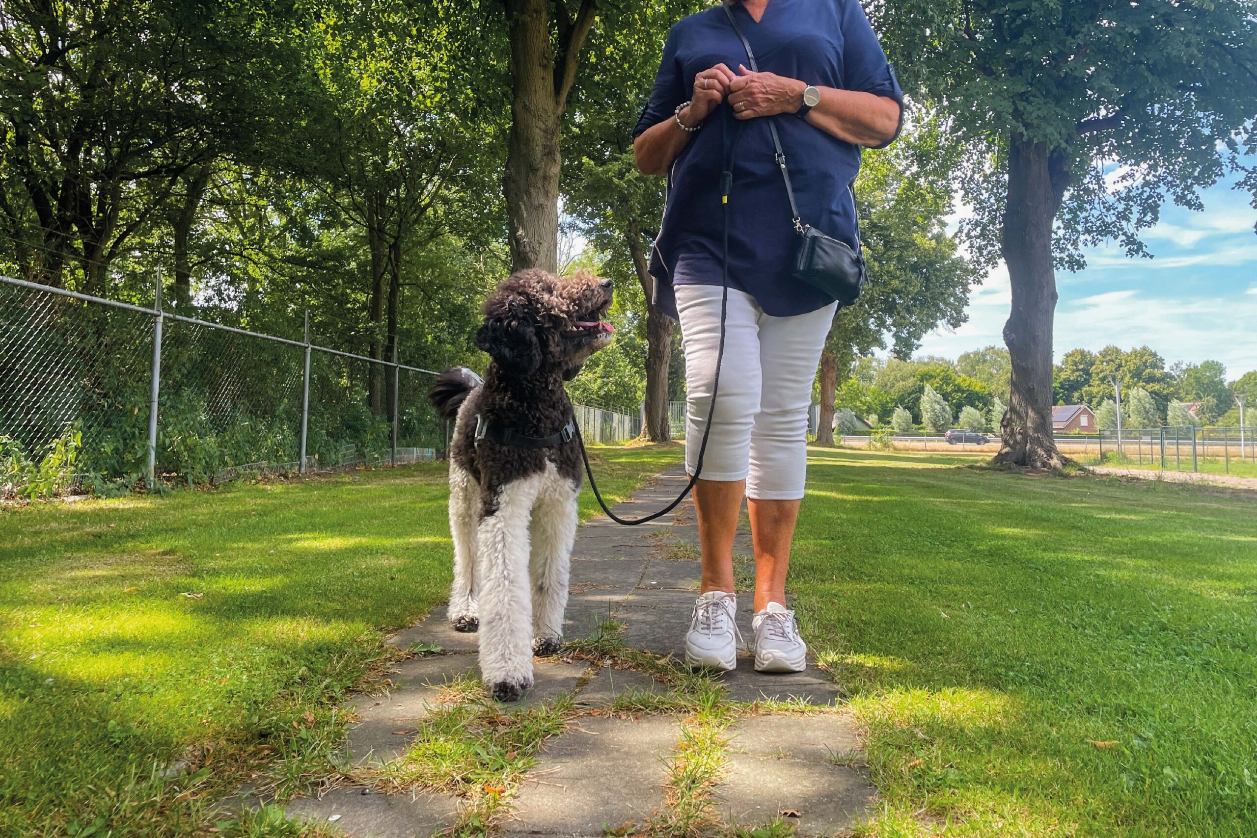 Poedel lopend aan riem