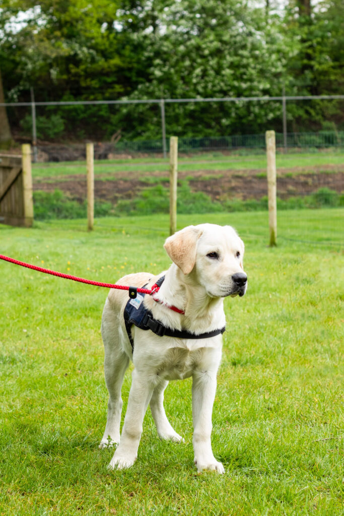 Blonde labrador puppy in trainingsveld
