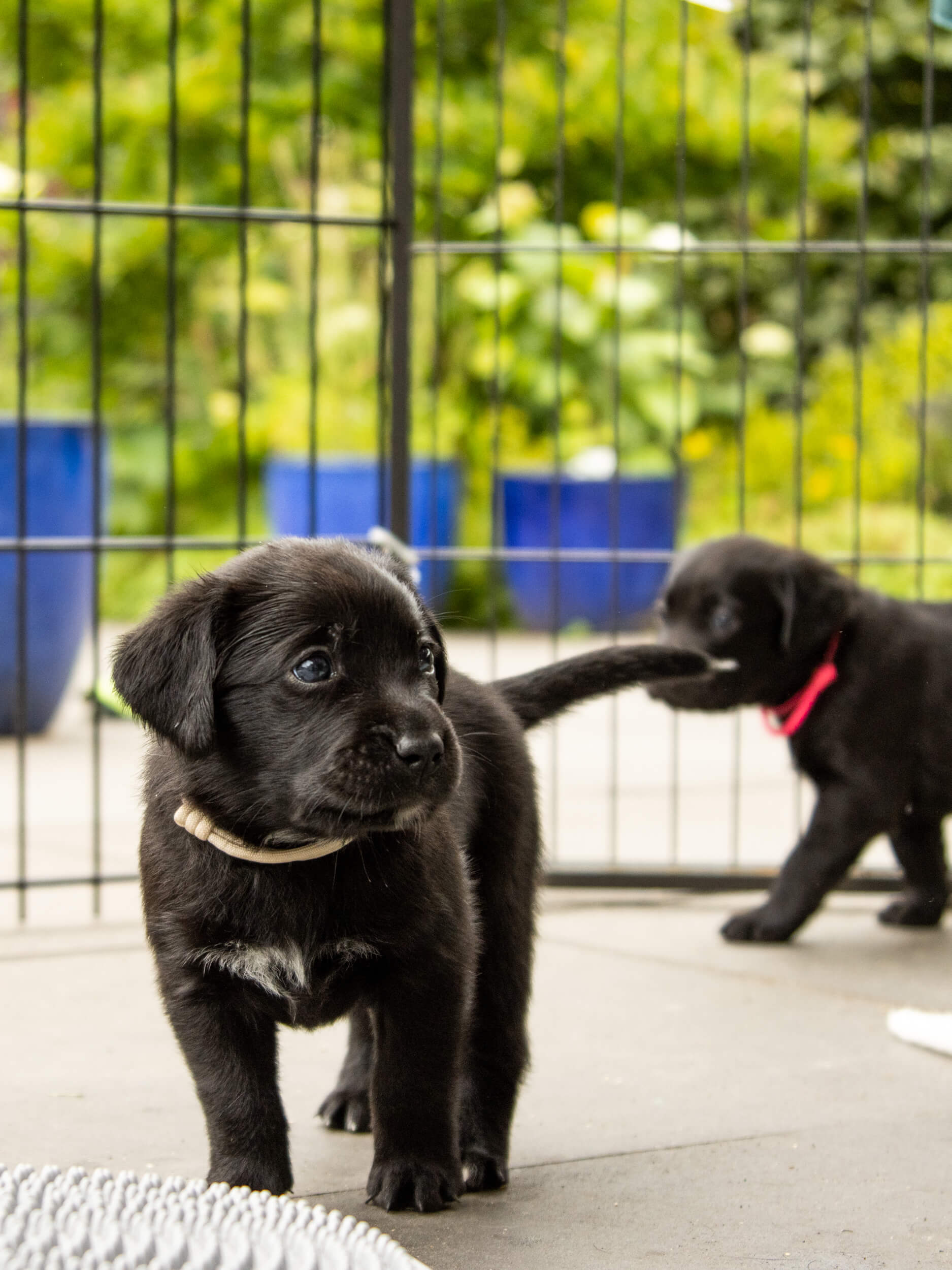 Zwarte labrador puppy