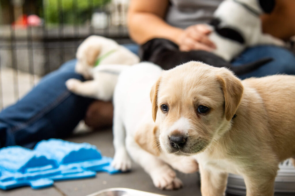 Blonde labrador puppy met andere honden op achtergrond