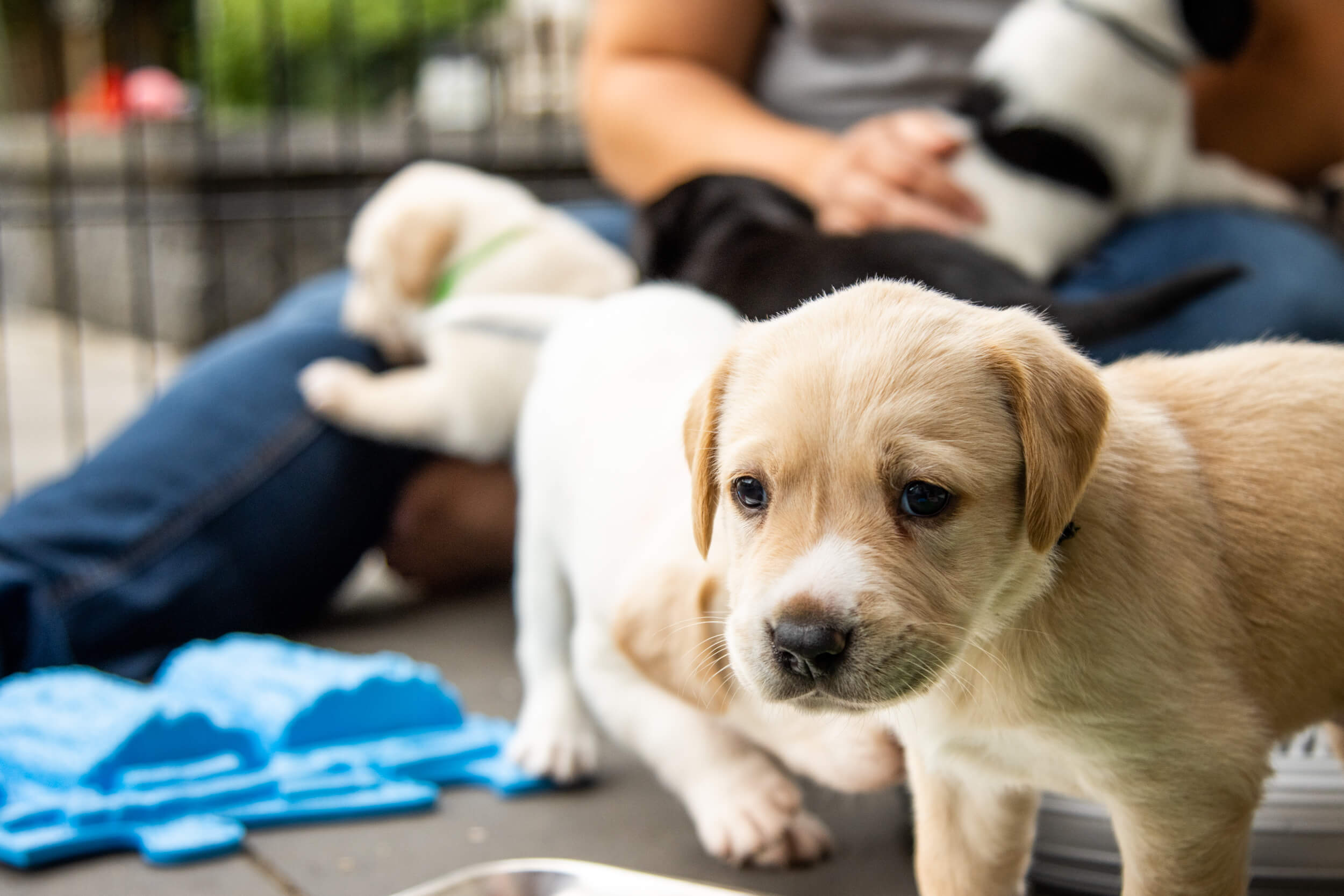 voelen Handelsmerk Kwade trouw Moederhond met pups in huis iets voor jou?