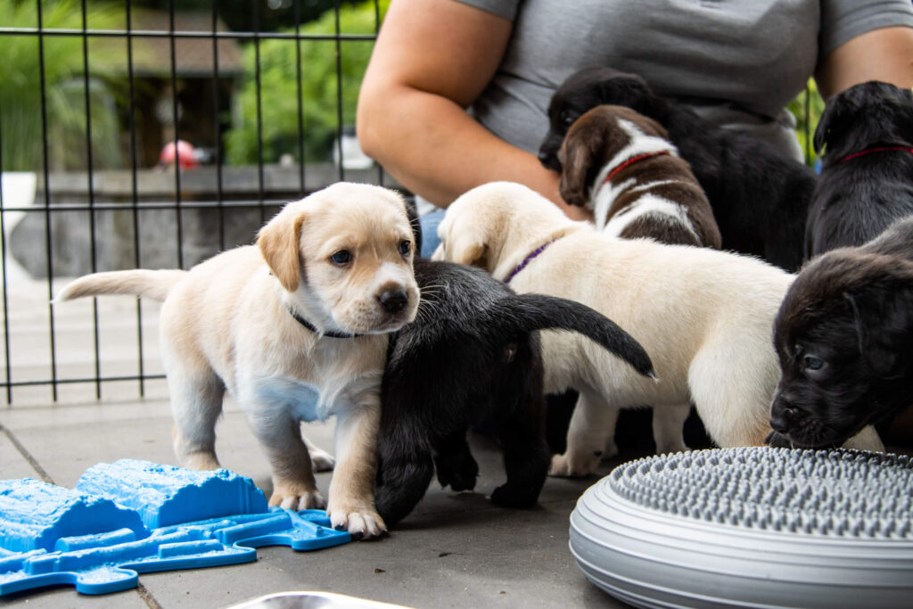 Blonde en zwarte labrador puppy's