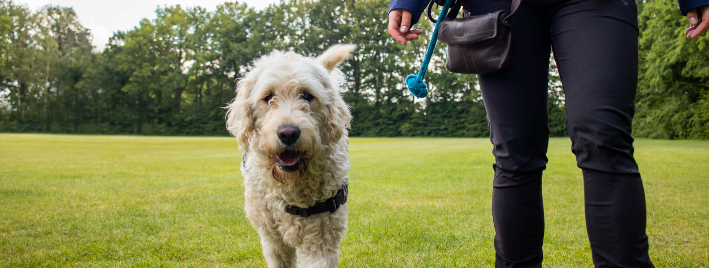 Blonde labradoodle Weslie