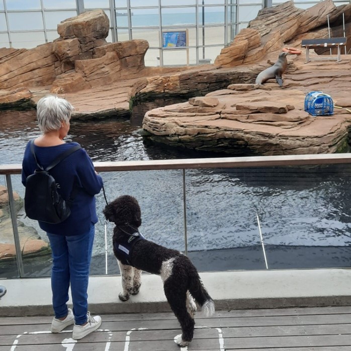 Poedel hond met mevrouw in een aquarium