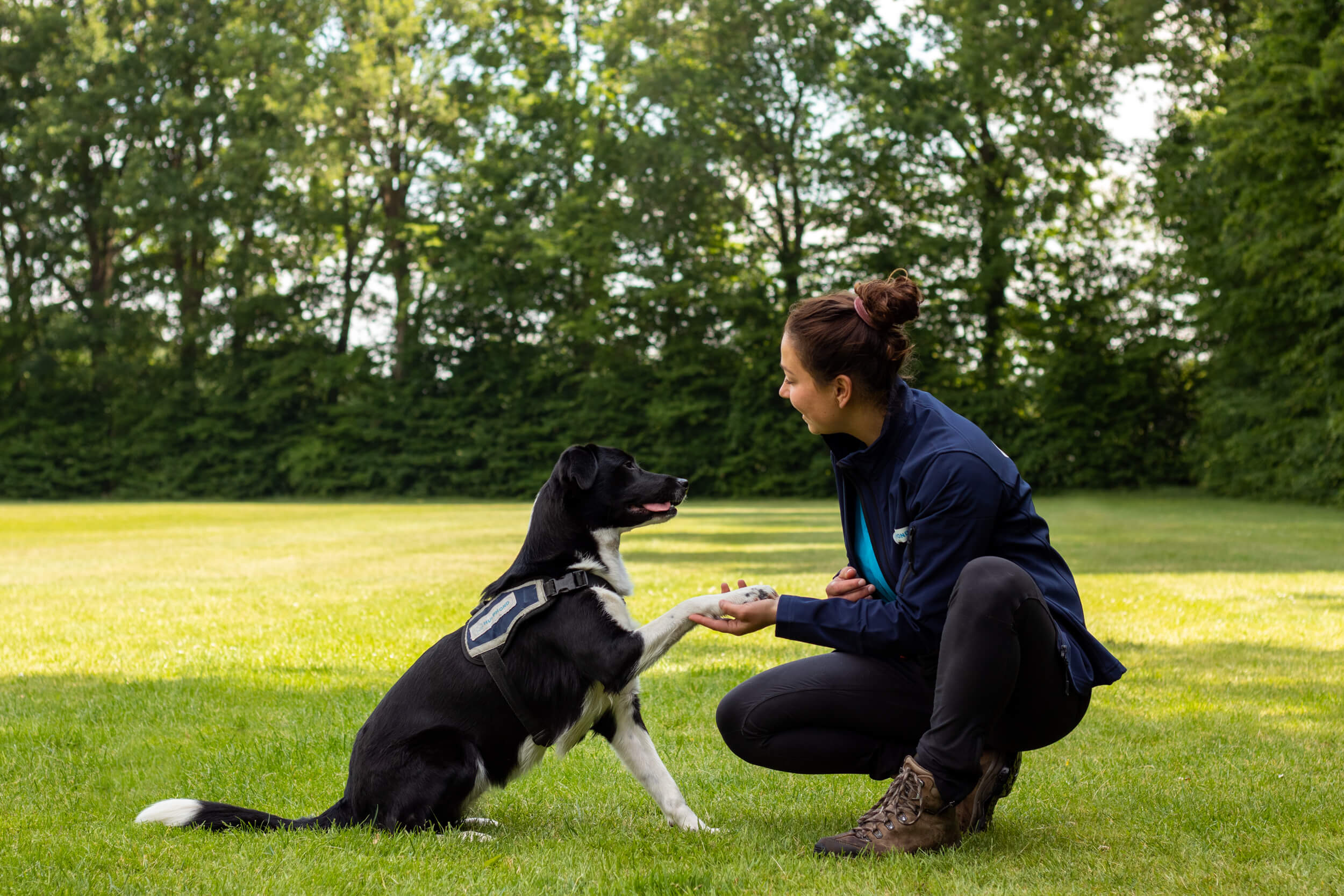 Hondentrainer met kruising labrador border collie