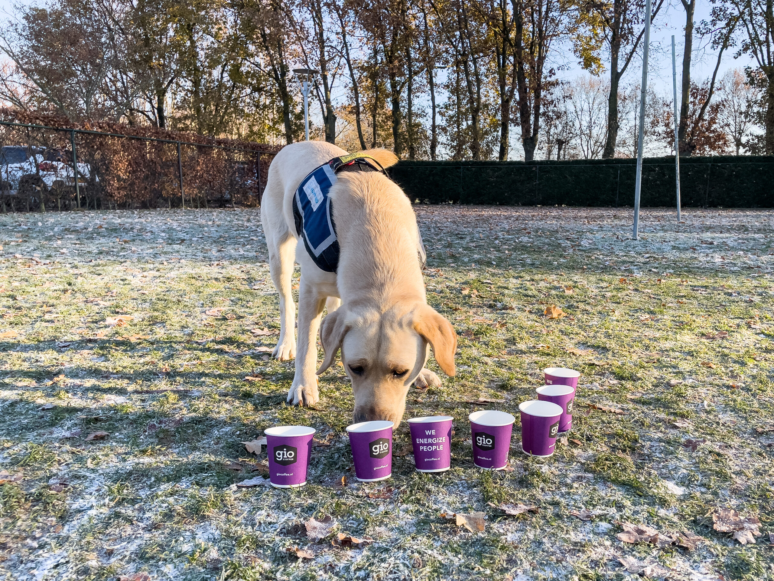 Staande blonde labrador bij koffiebekers