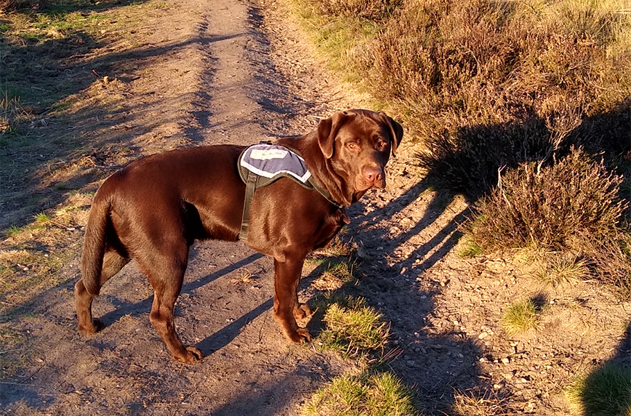 Bruine labrador hulphond Mick