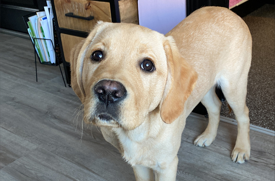 Hulphond labrador retriever