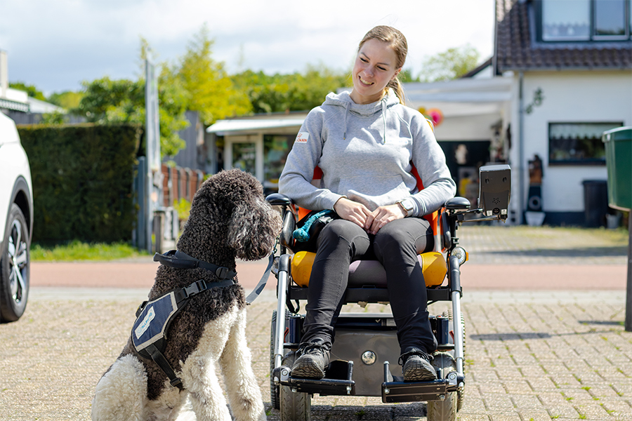 Poedel Nanouk hulphond in opleiding met trainer