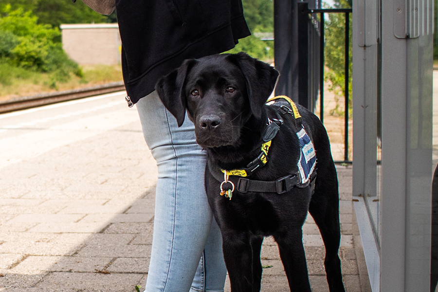 Hond op station