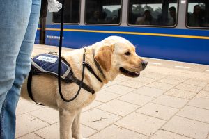 Hond op station bij trein