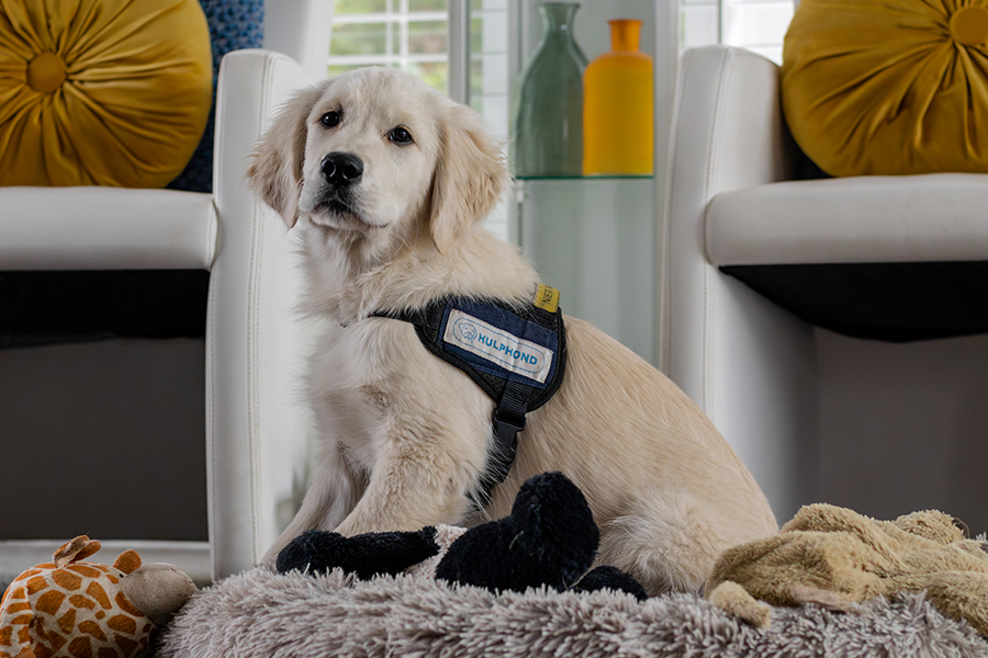 Golden retriever pup in opleiding tot hulphond zit in zijn mand kijkend naar de camera