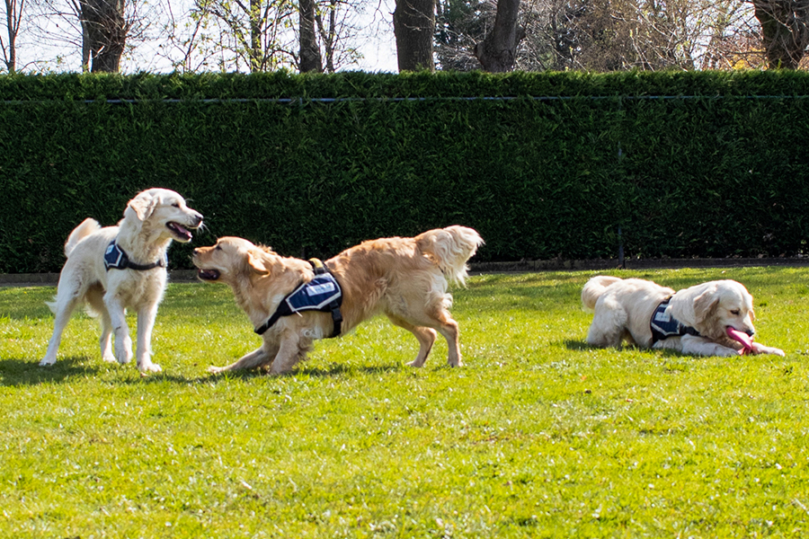 Golden retrievers spelend op de wei