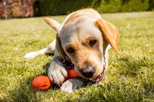 Labrador spelen met speelgoed