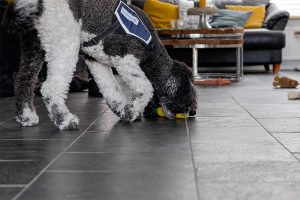 Nanouk en de vervolgtraining