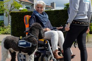 Nanouk koningspoedel aan de rolstoel