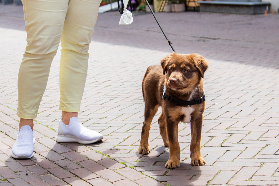 Bruine puppy kruising gastgezin hulphond