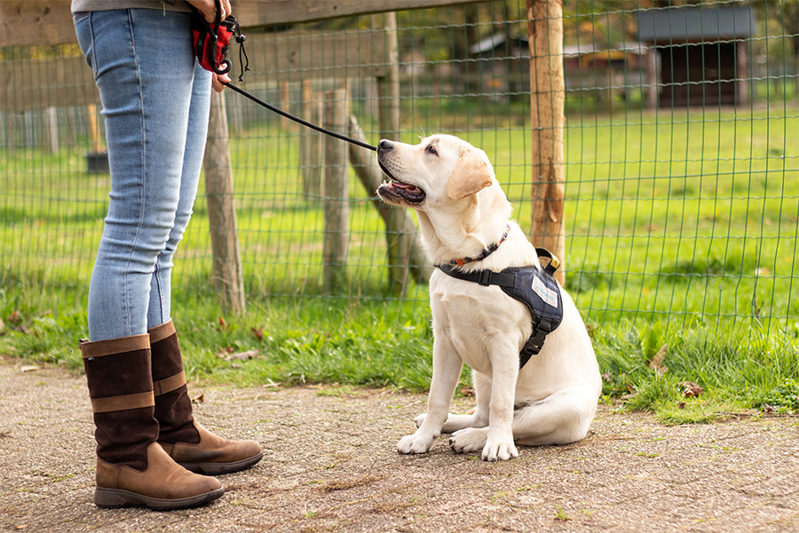 Blonde labrador puppy zittend