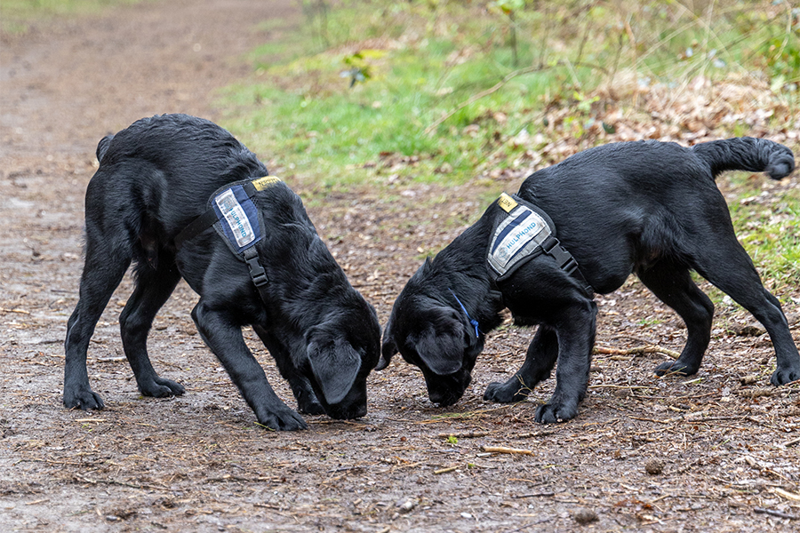 Blog 4: Loslopen in het bos