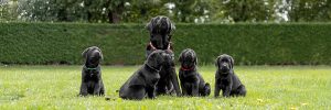 Kan elke hond hulphond worden?