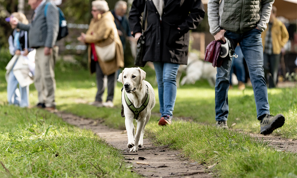The Big Walk - wandeling