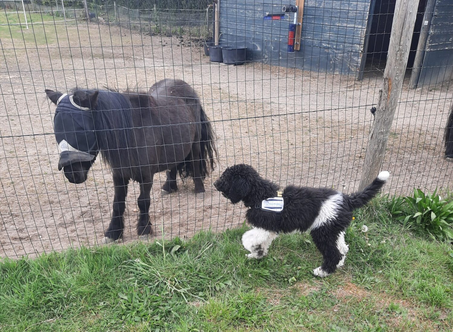 Poedel puppy met shetlanderpony