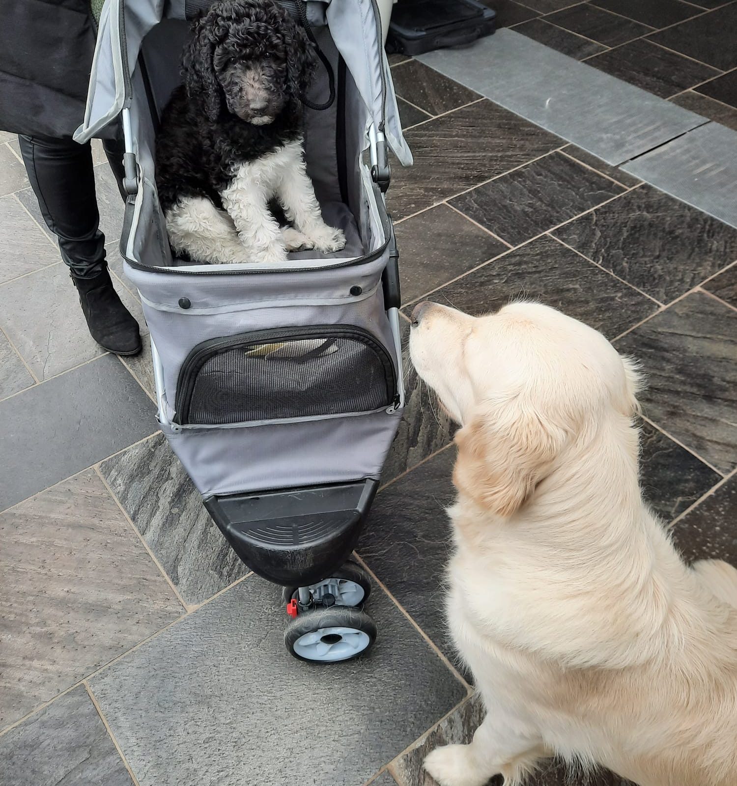 Poedel puppy in Hondenbuggy