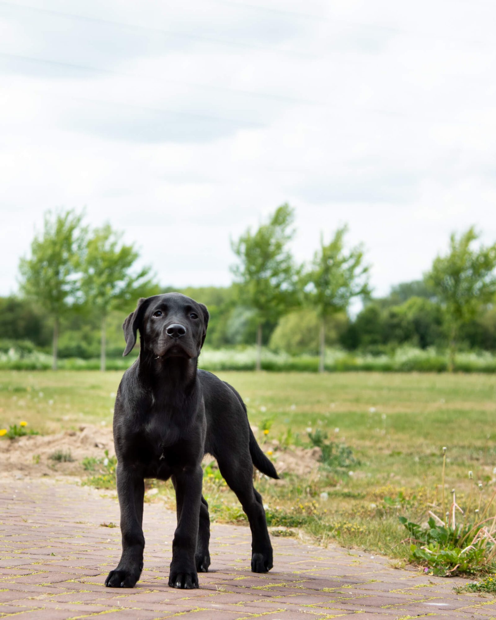 Zwarte labrador puppy