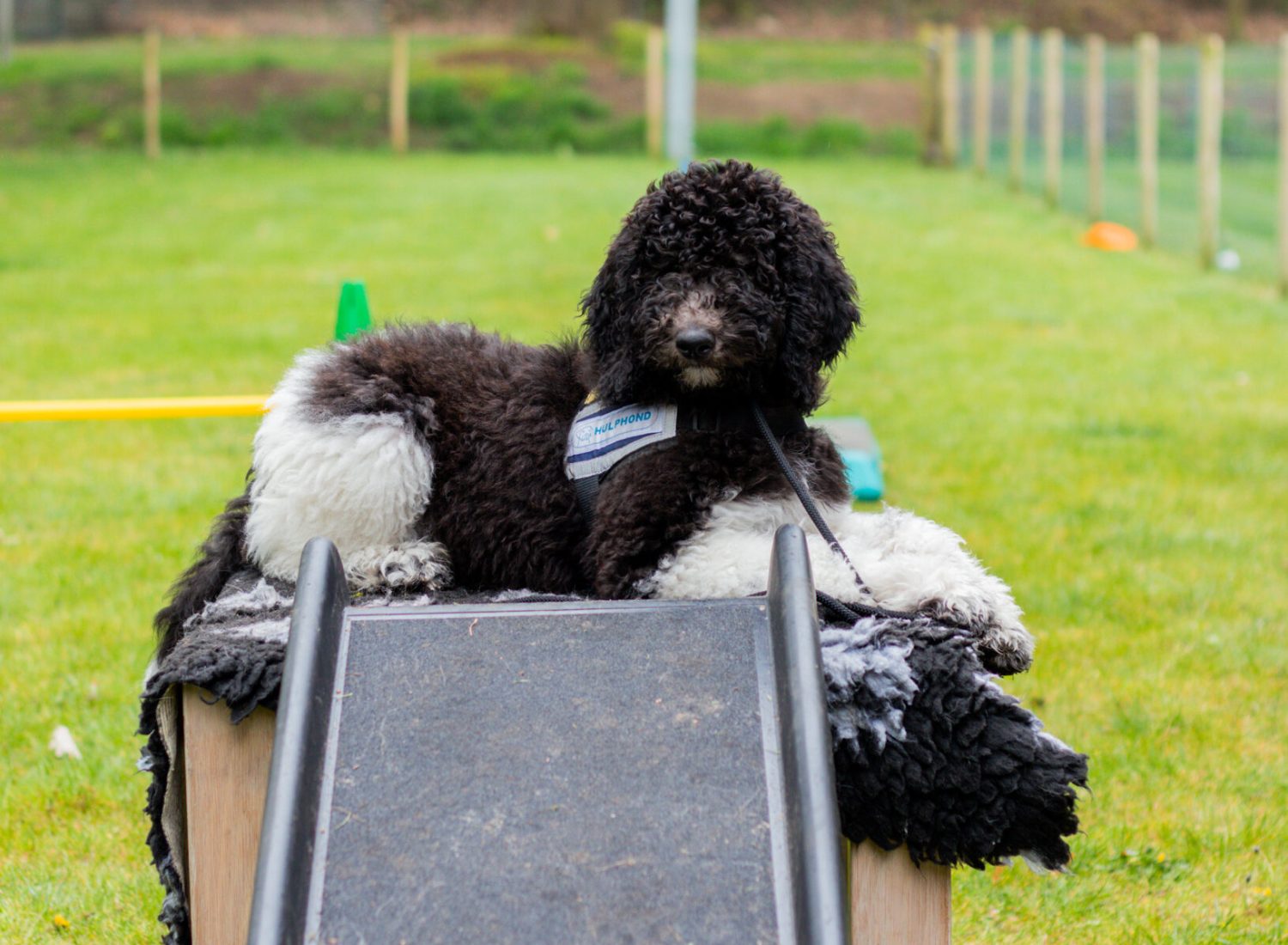 Poedel puppy op tafel tijdens training